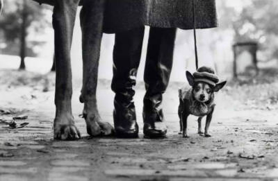 在摄影大师中的名录中，艾略特·厄威特（ Elliot Erwitt ）的名字似乎不如布列松、卡帕、斯泰肯以及罗伯特·弗兰克那么响亮，他既没有提出像“决定性瞬间”那样的经典概念，也没有因其独创的风格而改变摄影潮流的走向…