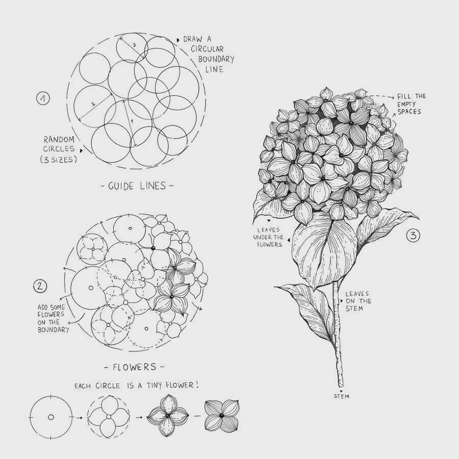 画师alicelovesdrawing 的花卉线稿手绘过程图～