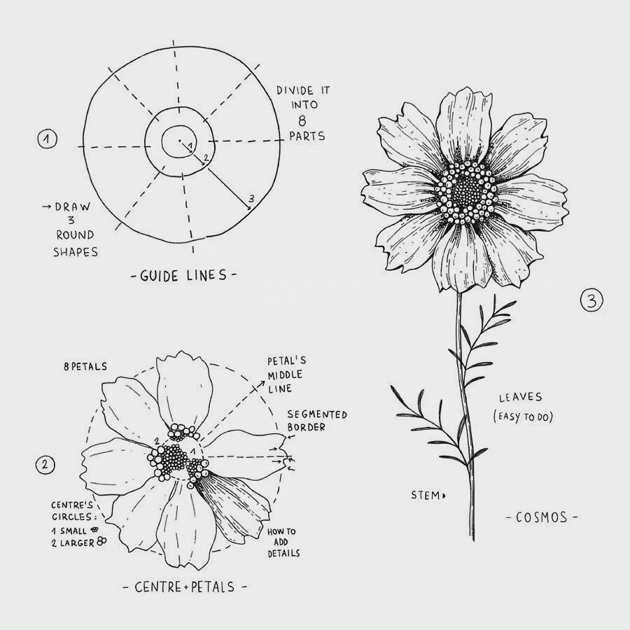 画师alicelovesdrawing 的花卉线稿手绘过程图～