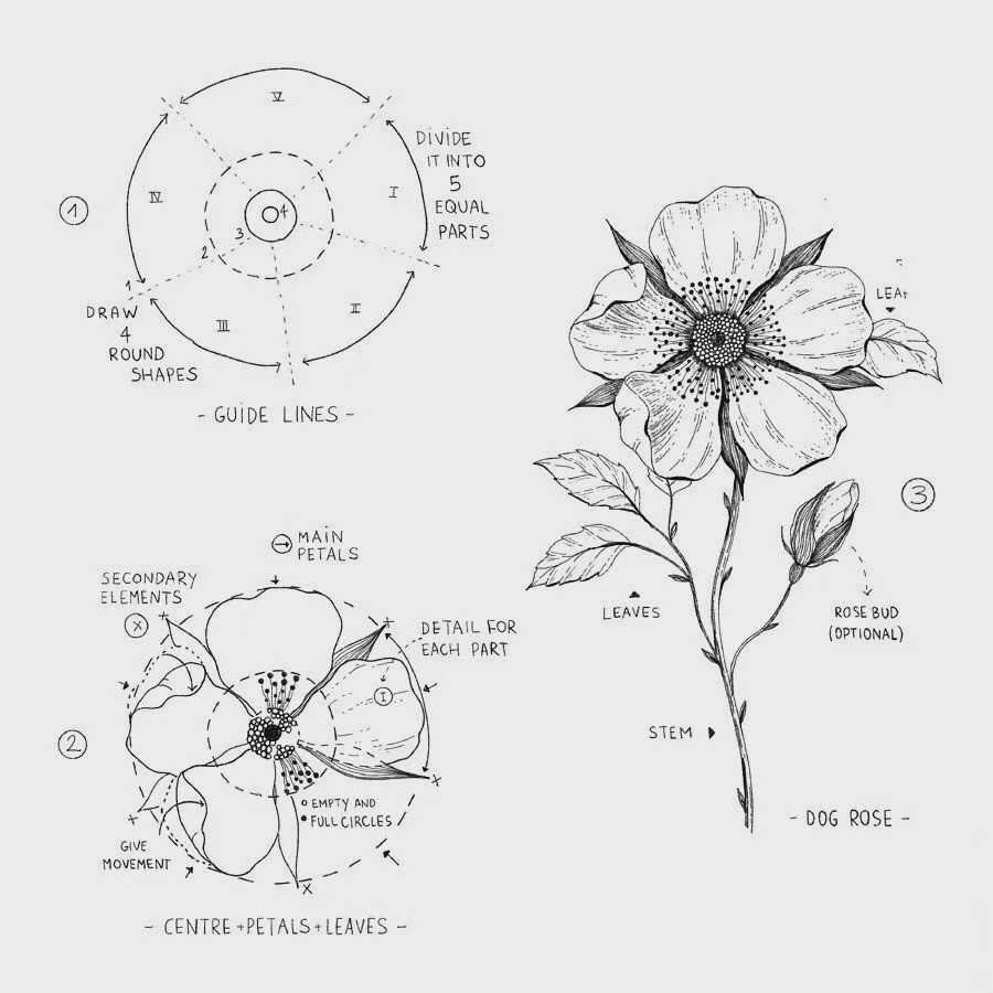 画师alicelovesdrawing 的花卉线稿手绘过程图～