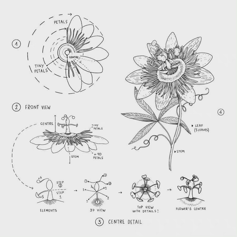 画师alicelovesdrawing 的花卉线稿手绘过程图～