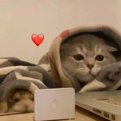 可爱猫咪
沙雕表情包