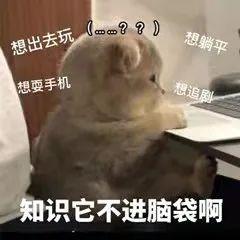 可爱猫咪
沙雕表情包