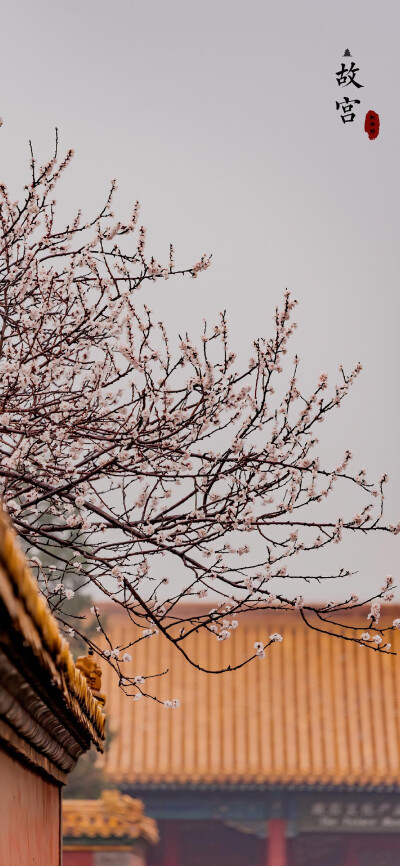 春日不迟 相逢会有时