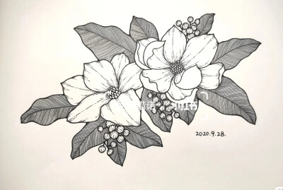 黑白画
