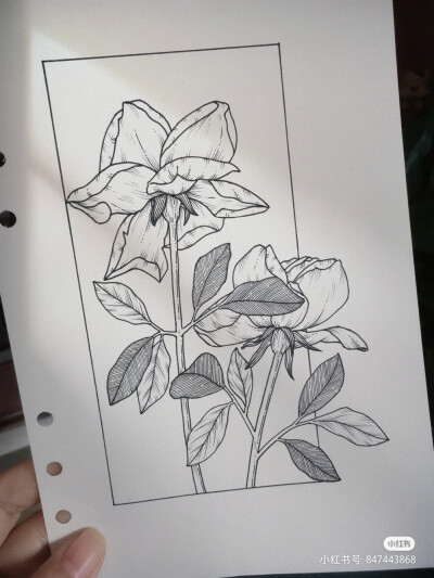 黑白画