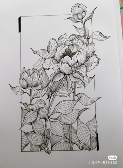 黑白画