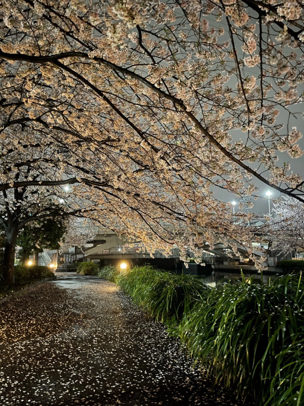 只有日本_新川千本桜