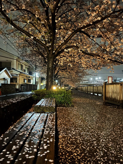 只有日本_新川千本桜