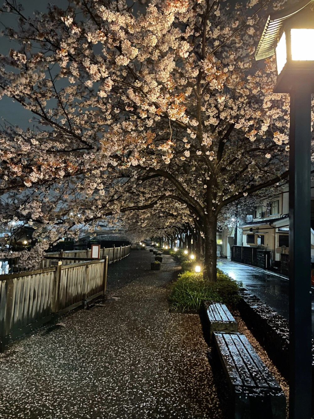 只有日本_新川千本桜