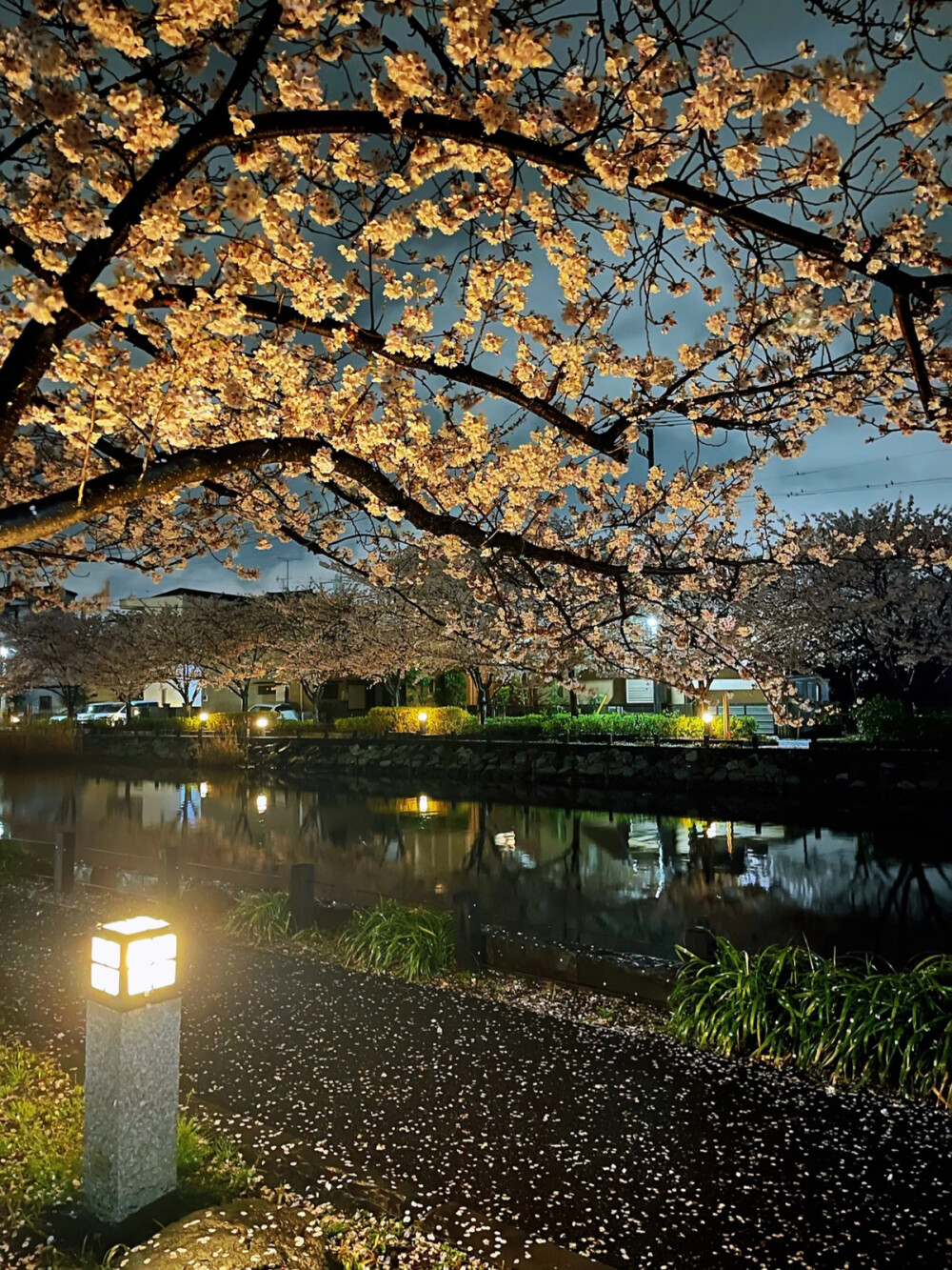 只有日本_新川千本桜