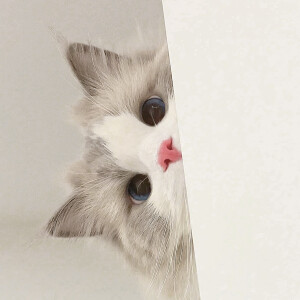 小猫咪探头 - 高清图片,堆糖,美图壁纸兴趣社区