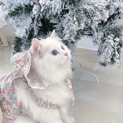 猫咪