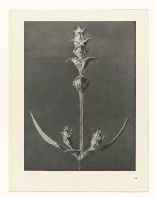 Karl Blossfeldt不是摄影师，至少他自己这么认为，他真正的兴趣并不是摄影，而是植物。最初，他使用一架自制的木质摄影机为植物拍照，作为创作植物雕塑的素材，这也能够解释为何他照片中的植物会如此这般抽象和富有雕塑感。