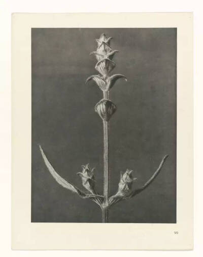 Karl Blossfeldt不是摄影师，至少他自己这么认为，他真正的兴趣并不是摄影，而是植物。最初，他使用一架自制的木质摄影机为植物拍照，作为创作植物雕塑的素材，这也能够解释为何他照片中的植物会如此这般抽象和富有…