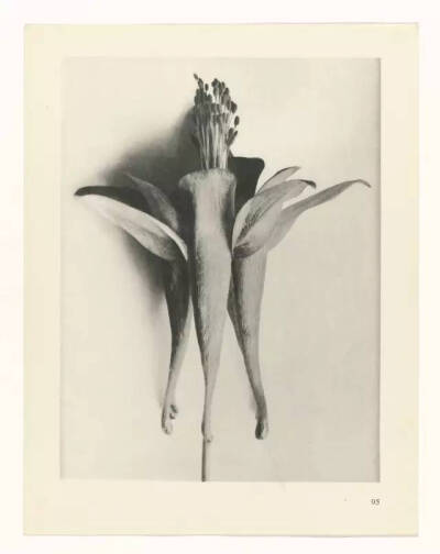 Karl Blossfeldt不是摄影师，至少他自己这么认为，他真正的兴趣并不是摄影，而是植物。最初，他使用一架自制的木质摄影机为植物拍照，作为创作植物雕塑的素材，这也能够解释为何他照片中的植物会如此这般抽象和富有…