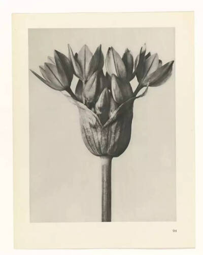 Karl Blossfeldt不是摄影师，至少他自己这么认为，他真正的兴趣并不是摄影，而是植物。最初，他使用一架自制的木质摄影机为植物拍照，作为创作植物雕塑的素材，这也能够解释为何他照片中的植物会如此这般抽象和富有…