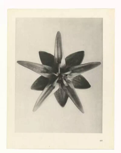 Karl Blossfeldt不是摄影师，至少他自己这么认为，他真正的兴趣并不是摄影，而是植物。最初，他使用一架自制的木质摄影机为植物拍照，作为创作植物雕塑的素材，这也能够解释为何他照片中的植物会如此这般抽象和富有…