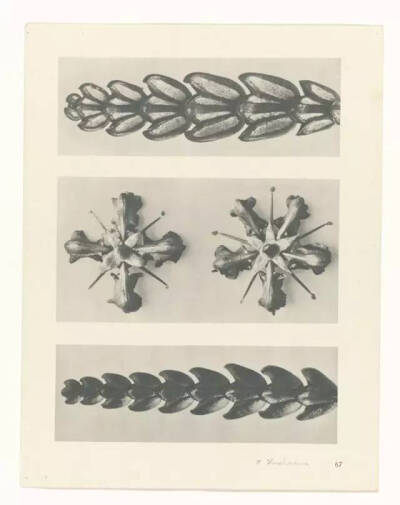 Karl Blossfeldt不是摄影师，至少他自己这么认为，他真正的兴趣并不是摄影，而是植物。最初，他使用一架自制的木质摄影机为植物拍照，作为创作植物雕塑的素材，这也能够解释为何他照片中的植物会如此这般抽象和富有…