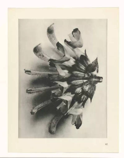 Karl Blossfeldt不是摄影师，至少他自己这么认为，他真正的兴趣并不是摄影，而是植物。最初，他使用一架自制的木质摄影机为植物拍照，作为创作植物雕塑的素材，这也能够解释为何他照片中的植物会如此这般抽象和富有…