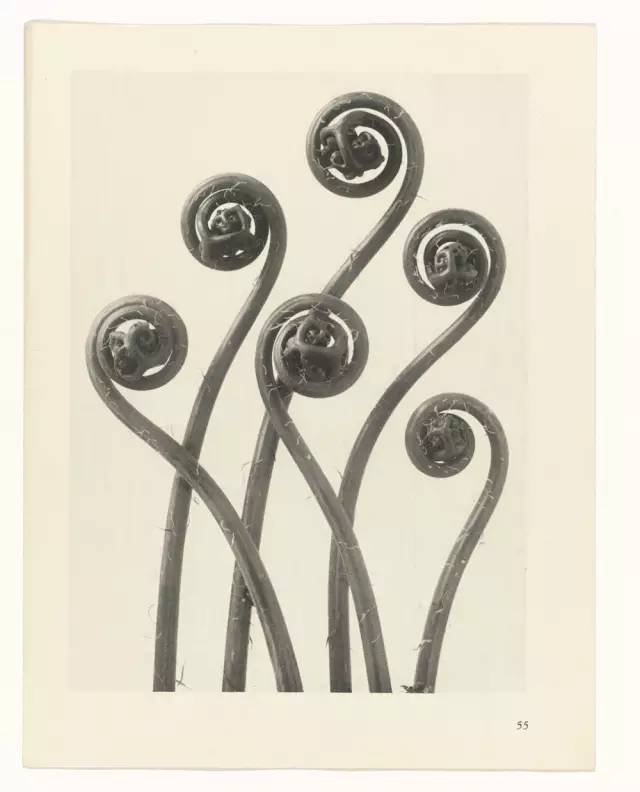 Karl Blossfeldt不是摄影师，至少他自己这么认为，他真正的兴趣并不是摄影，而是植物。最初，他使用一架自制的木质摄影机为植物拍照，作为创作植物雕塑的素材，这也能够解释为何他照片中的植物会如此这般抽象和富有雕塑感。