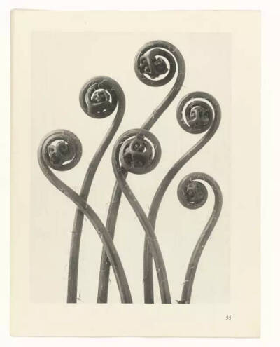 Karl Blossfeldt不是摄影师，至少他自己这么认为，他真正的兴趣并不是摄影，而是植物。最初，他使用一架自制的木质摄影机为植物拍照，作为创作植物雕塑的素材，这也能够解释为何他照片中的植物会如此这般抽象和富有…