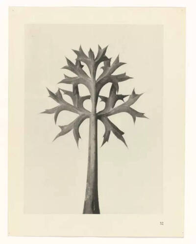 Karl Blossfeldt不是摄影师，至少他自己这么认为，他真正的兴趣并不是摄影，而是植物。最初，他使用一架自制的木质摄影机为植物拍照，作为创作植物雕塑的素材，这也能够解释为何他照片中的植物会如此这般抽象和富有…