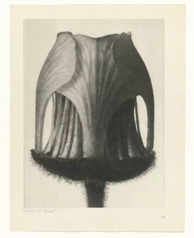 Karl Blossfeldt不是摄影师，至少他自己这么认为，他真正的兴趣并不是摄影，而是植物。最初，他使用一架自制的木质摄影机为植物拍照，作为创作植物雕塑的素材，这也能够解释为何他照片中的植物会如此这般抽象和富有…