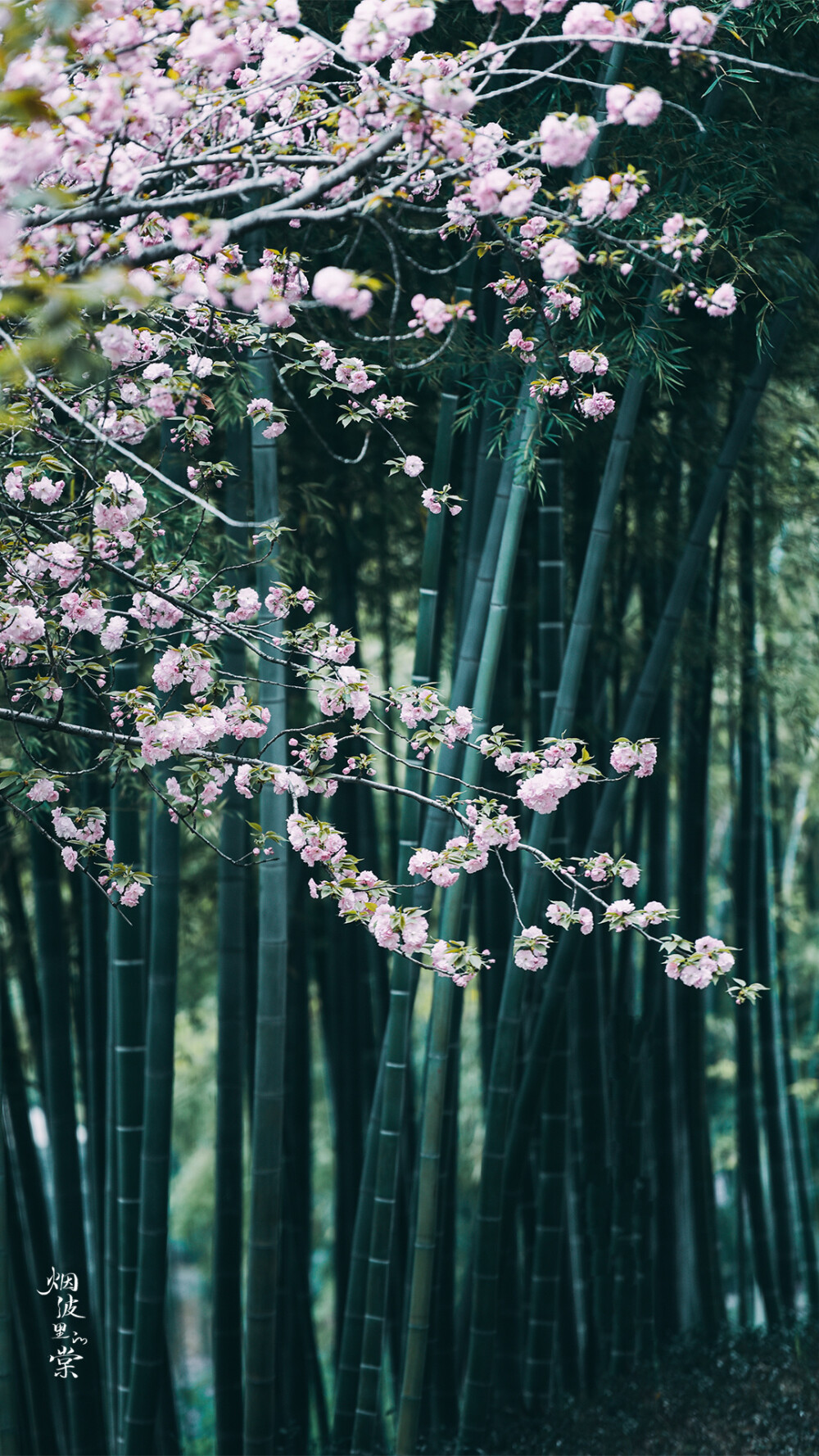 竹与关山樱