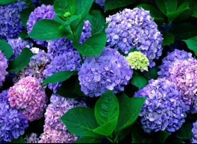 八仙花在大家想象中它就像棉花糖和大圆面包一样理所当然是可以食用的，但一旦吃了八仙花，几小时后就会出现腹痛现象，另外的典型中毒症状还包括皮肤疼痛呕吐虚弱无力和出汗，还有报告说病人甚至会出现昏迷抽搐和体内…