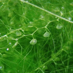 狸藻 学名"utricularia macrorhiza",是