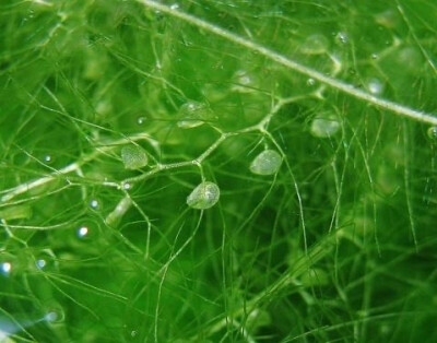 狸藻 学名“Utricularia macrorhiza”，是植物世界最可怕的杀手之一。这种水生肉食植物依靠几个没入水中的囊状物捕获蝌蚪、小型甲壳类动物等猎物。过路者容易触碰到一个外部刚毛触发器，导致囊状物打开并最终被捕获…