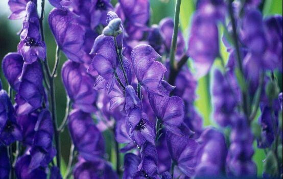 舟形乌头 学名“Aconitum napellus”，舟形乌头开出紫色的花，通常栖身于后院花园内。它们含有有毒的乌头生物碱，能够导致窒息。修剪这种植物时，一定要戴上手套以免发生中毒悲剧。