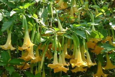 黄花曼陀罗 学名“Brugmansia”，是植物王国最有可能让人变成僵尸的可怕家伙。这种植物会开出美丽而下垂的喇叭花，原产自南美洲，含有一系列强大的毒素、颠茄碱、天仙子胺以及车莨菪碱。