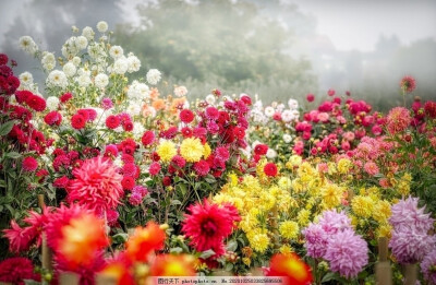 绚丽的烟花，仿佛是片花海挥霍着盛开。为这一次生命的炫耀，炫耀，铺天盖地。我爱上了焰火盛放的刹那，用心将它定格成永恒。