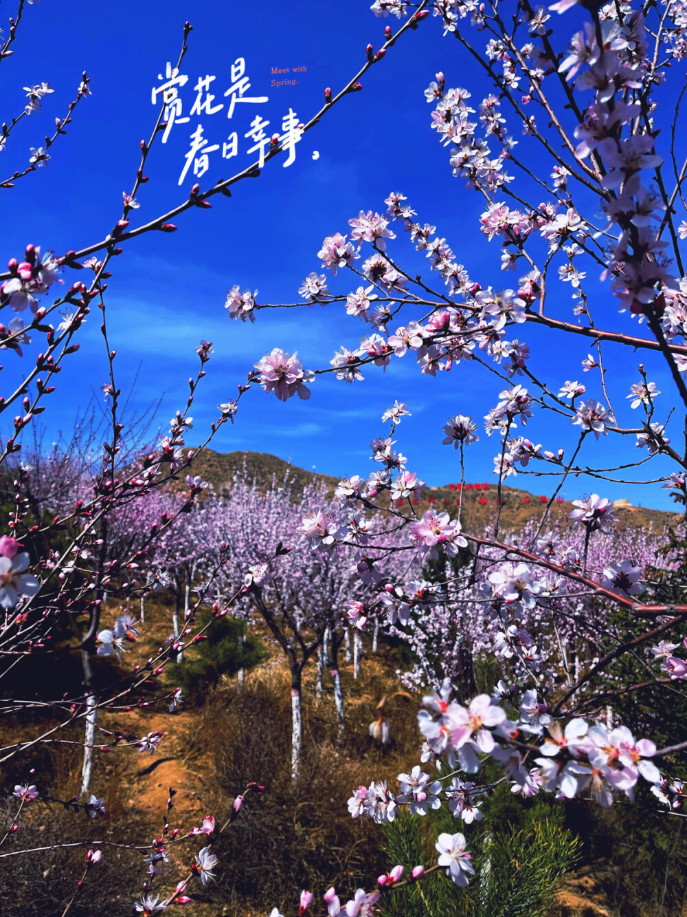 春日桃花