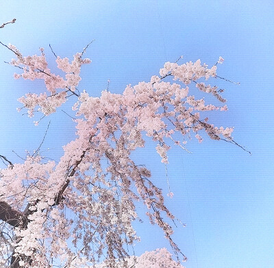  ♪ 樱花绽放 与你途径一场浪漫