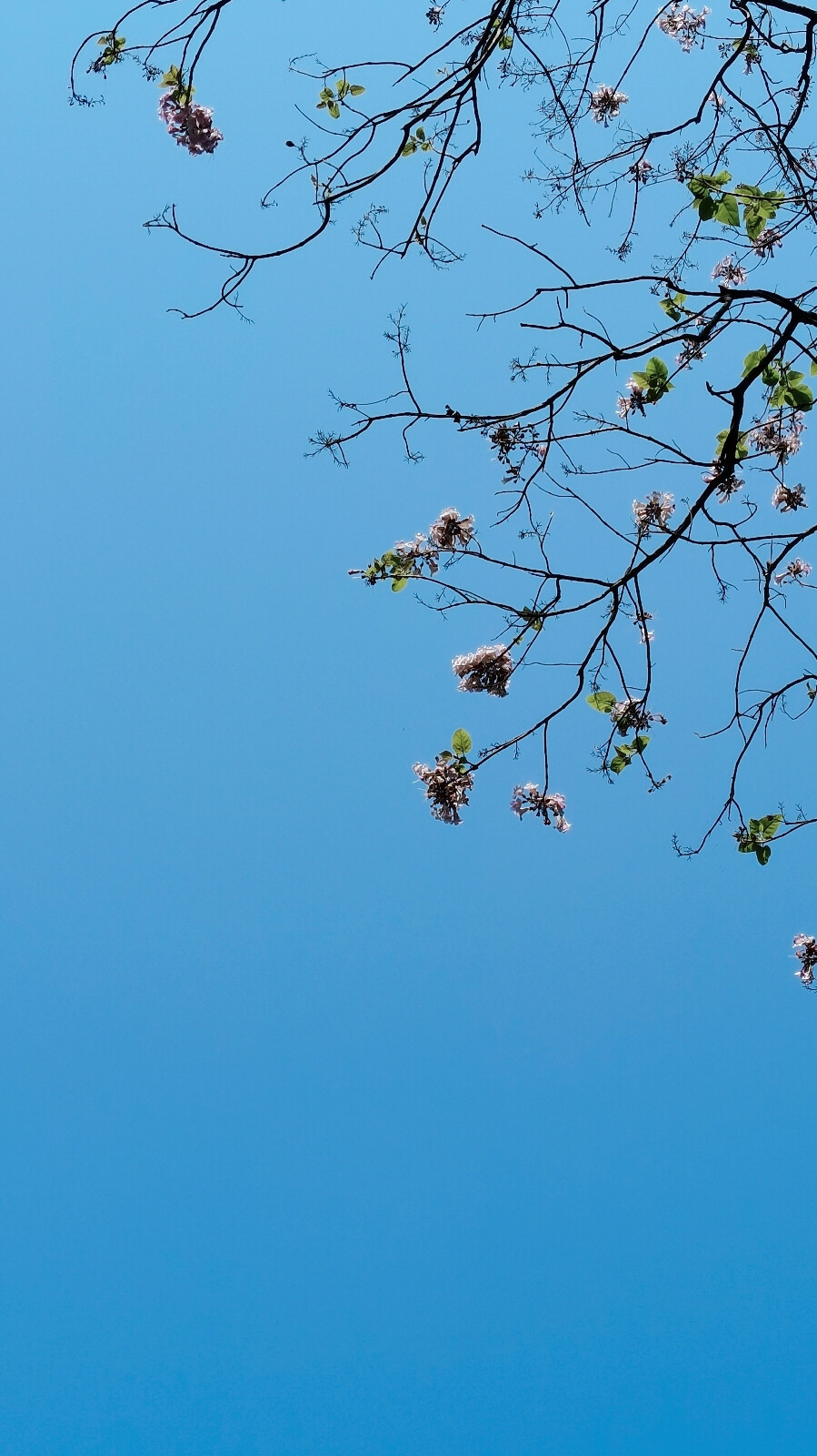 2022年4月10日 青城山