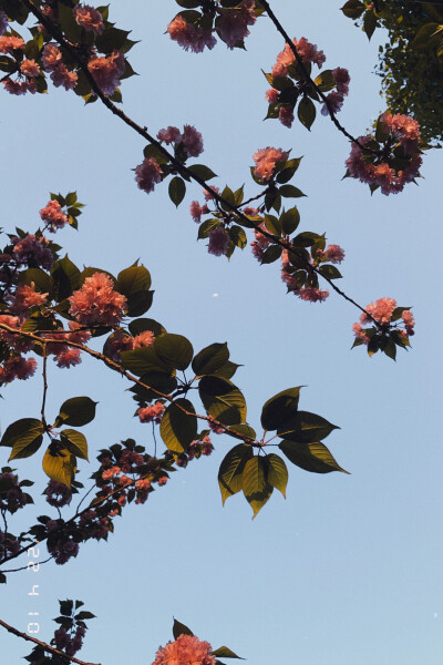 这是春天
分享一组花花的手机壁纸高清