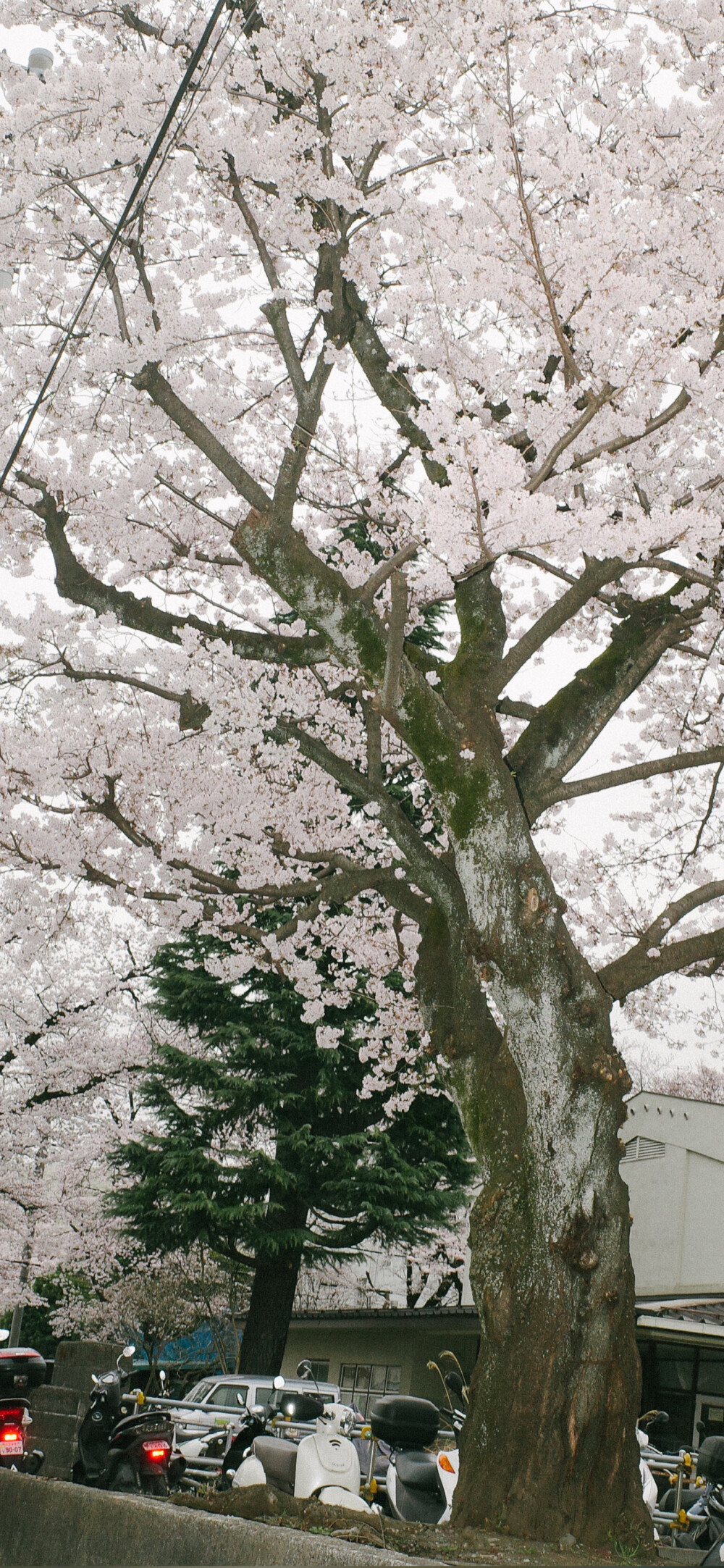 樱花