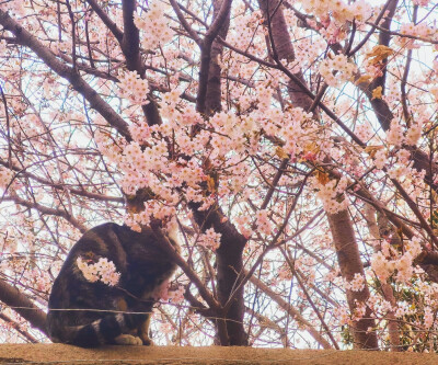 樱花与猫