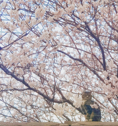 樱花与猫