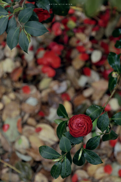 山茶花壁纸