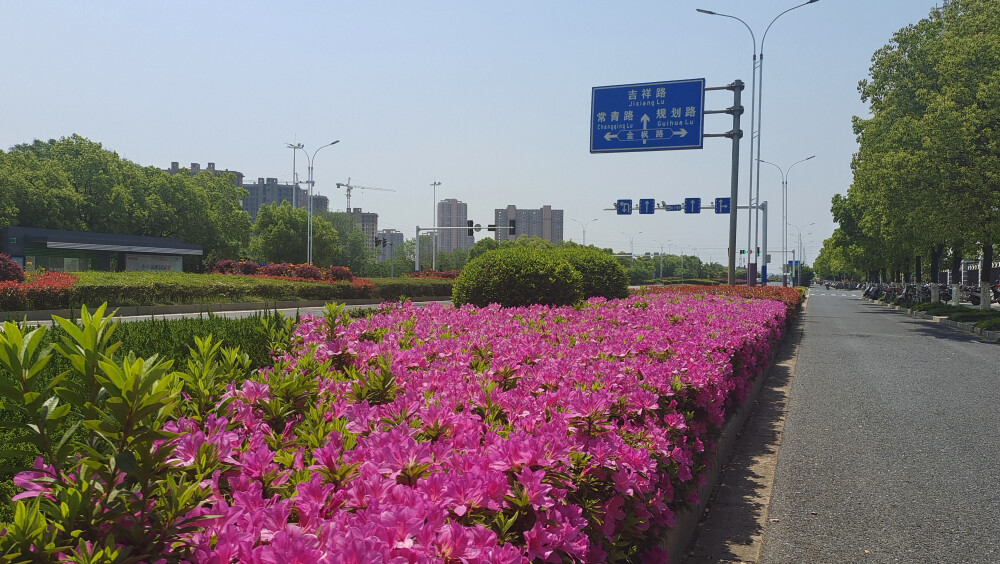 美丽吉安之赏花系列：杜鹃花开 扮靓城区
进入四月份以来，江西吉安街道上、公园里、小区内的杜鹃盛情绽放，将城区装扮得美丽多姿。