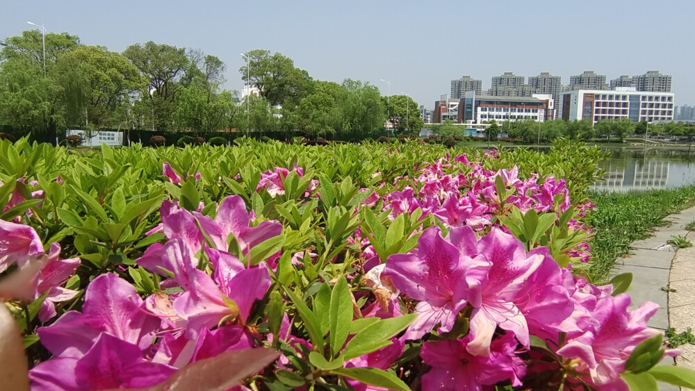 美丽吉安之赏花系列：杜鹃花开 扮靓城区
进入四月份以来，江西吉安街道上、公园里、小区内的杜鹃盛情绽放，将城区装扮得美丽多姿。