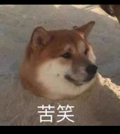 狗表情包