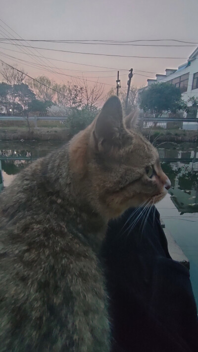 狸花猫yyds