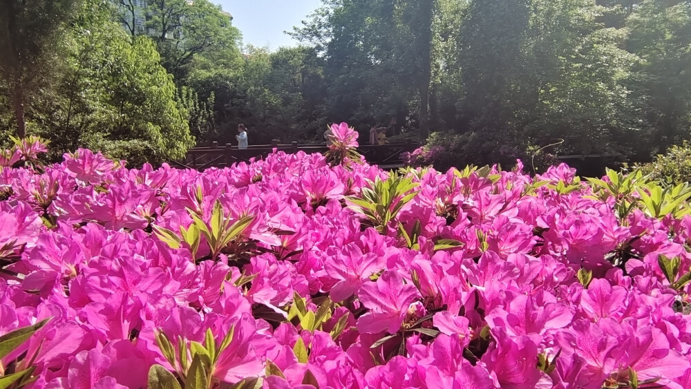 美丽吉安之赏花系列：白鹭洲公园赏杜鹃花