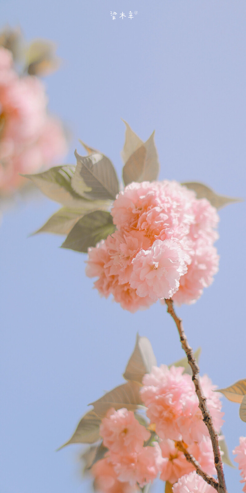 浪漫樱花