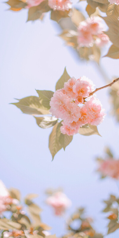 浪漫樱花